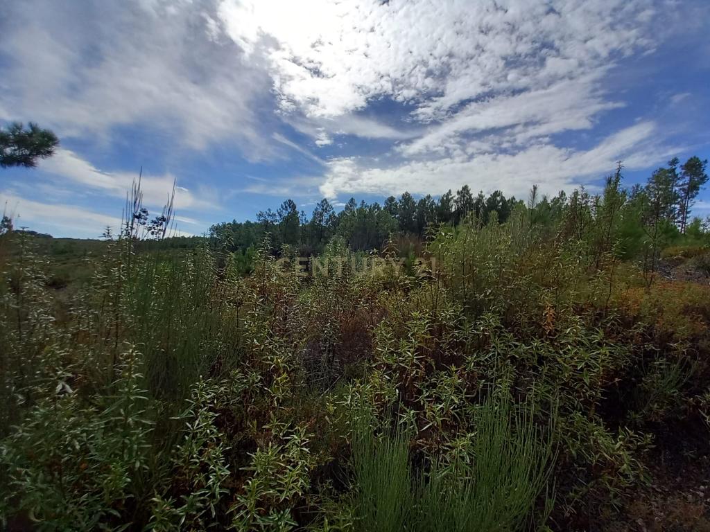 Terreno com 17040m2 em Sobral do Campo - Image 8