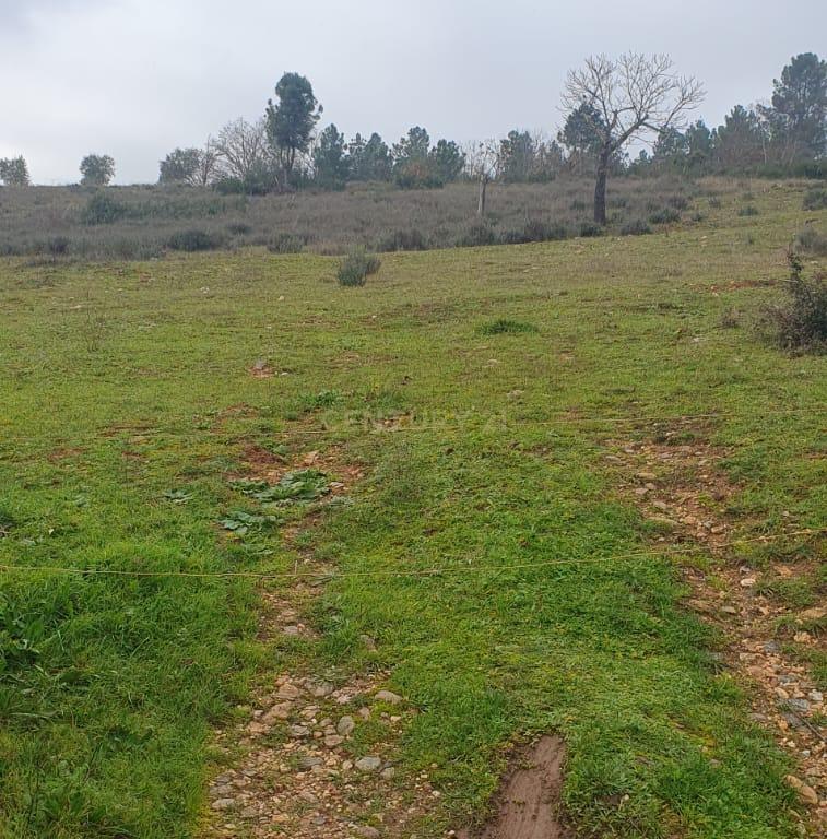 Terreno Rústico de 11.692 m²  – Oportunidade para Jovens Agricultores em Bassal, Bragança - Image 8