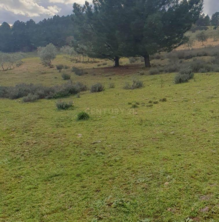 Terreno Rústico de 11.692 m²  – Oportunidade para Jovens Agricultores em Bassal, Bragança - Image 2