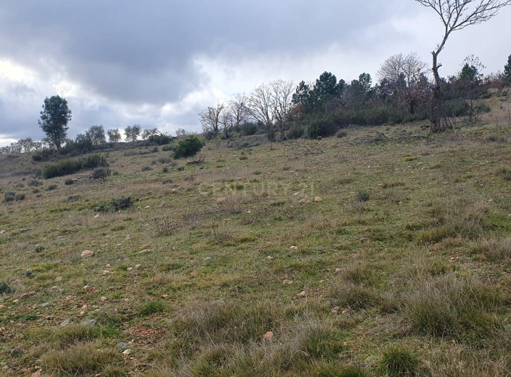 Terreno Rústico de 11.692 m²  – Oportunidade para Jovens Agricultores em Bassal, Bragança - Image 5
