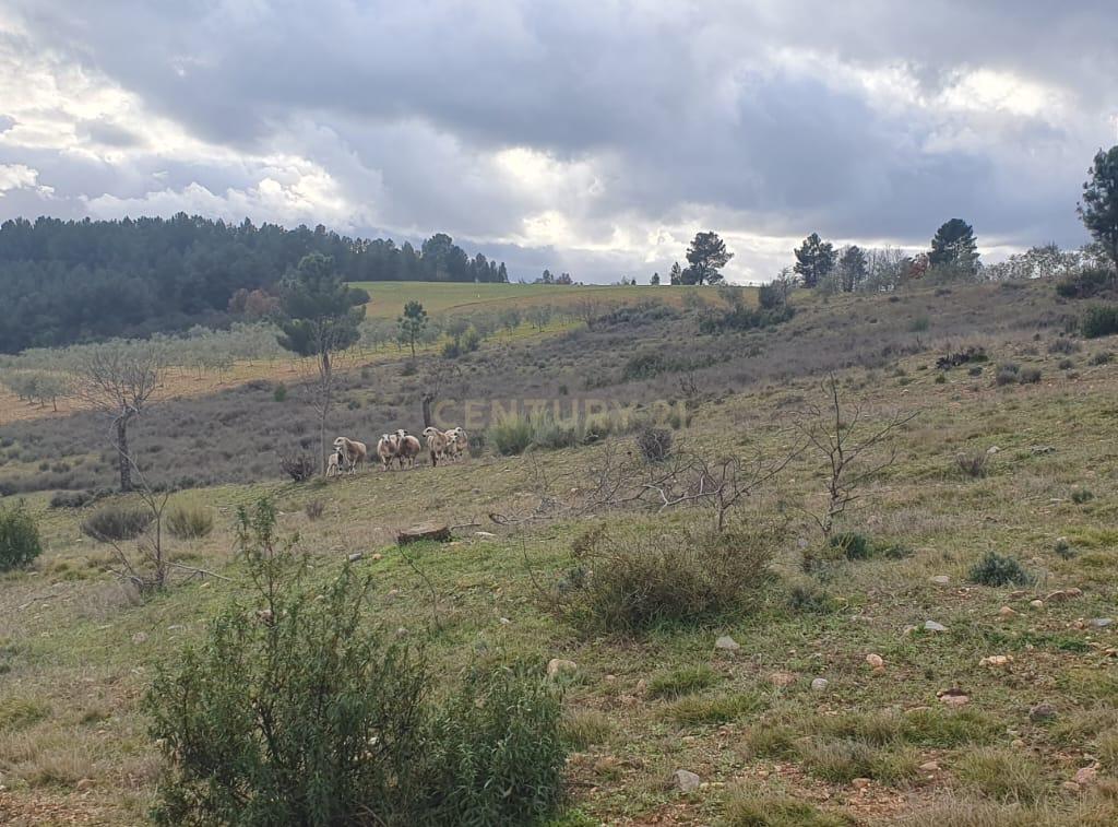 Terreno Rústico de 11.692 m²  – Oportunidade para Jovens Agricultores em Bassal, Bragança - Image 6