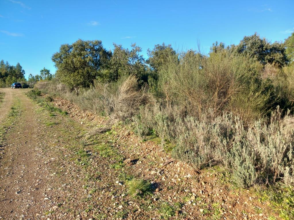 Terreno Rustico em Aranhas - Image 4