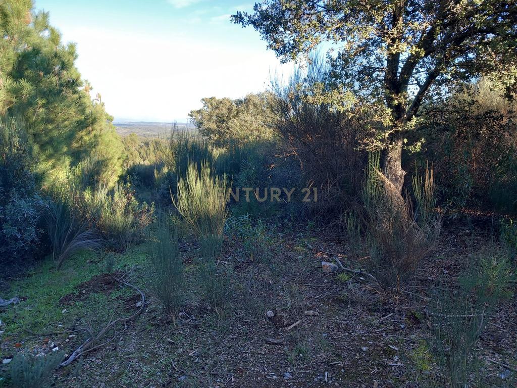 Terreno Rustico em Aranhas - Image 15