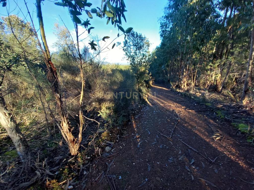 Terreno Rustico em Aranhas - Image 14