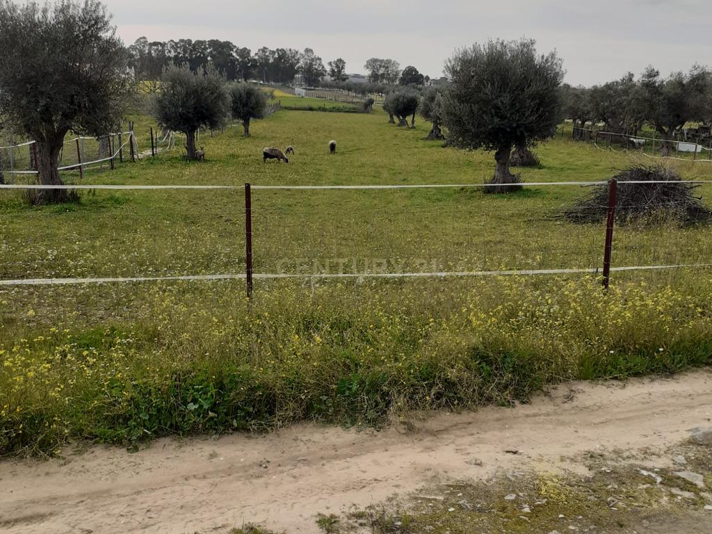 Terreno ás portas de Reguengos de Monsaraz - Image 25