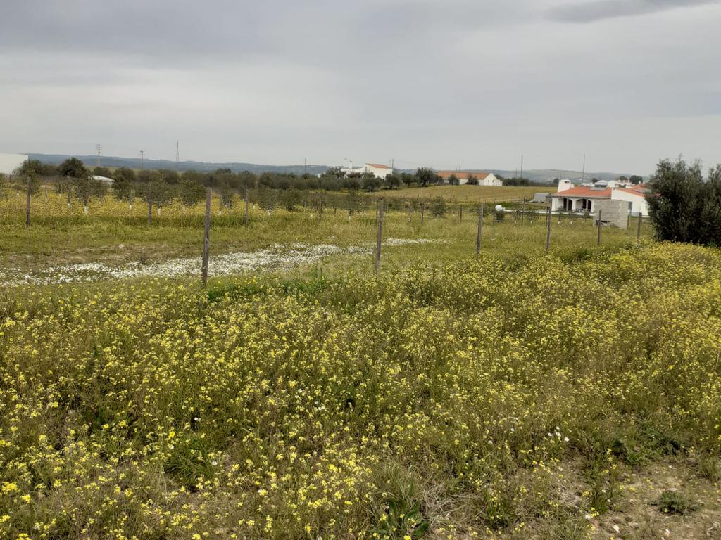 Terreno ás portas de Reguengos de Monsaraz - Image 21
