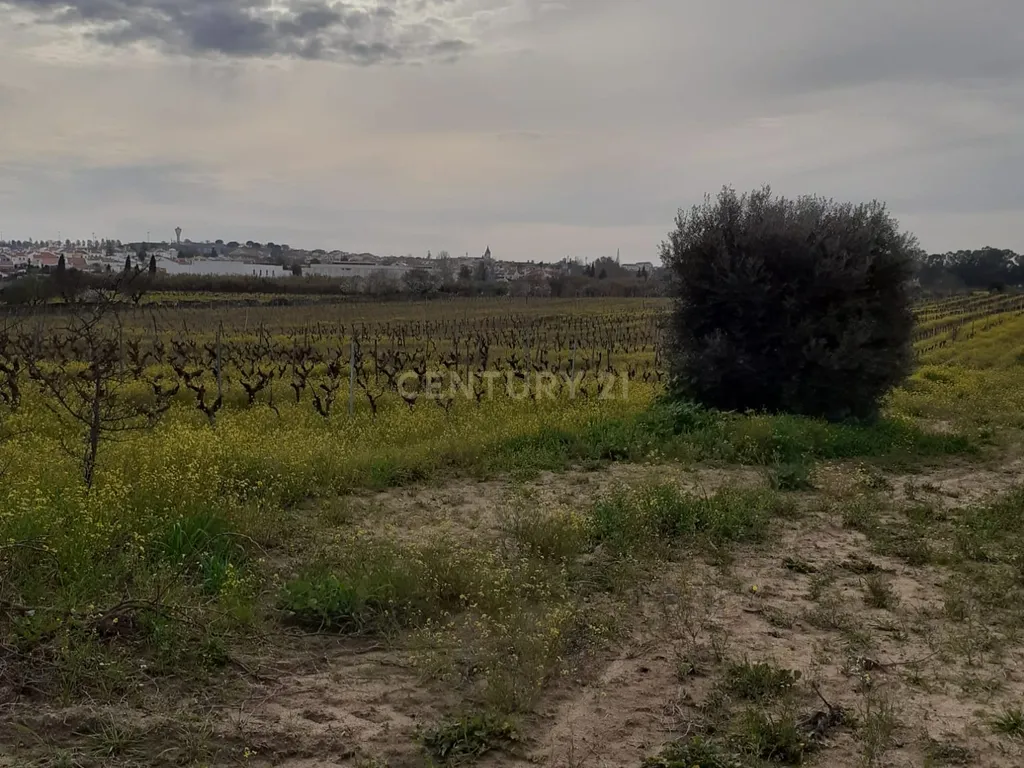 Terreno ás portas de Reguengos de Monsaraz - Image 19