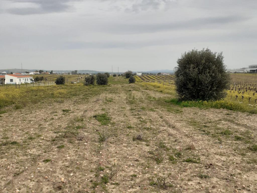 Terreno ás portas de Reguengos de Monsaraz - Image 11