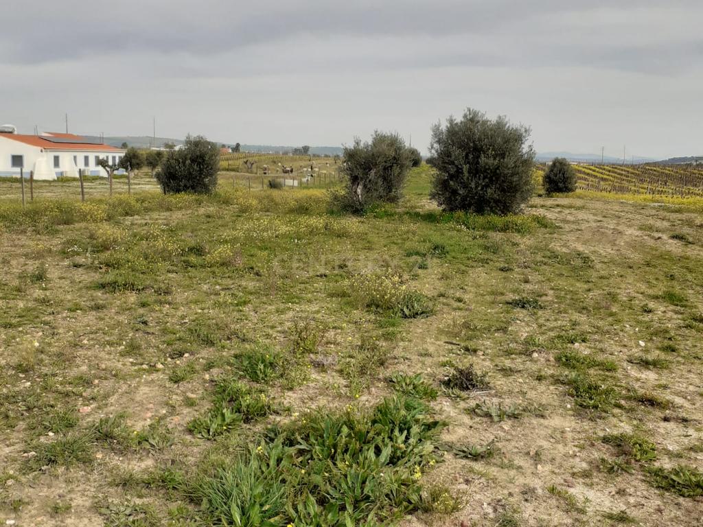 Terreno ás portas de Reguengos de Monsaraz - Image 14
