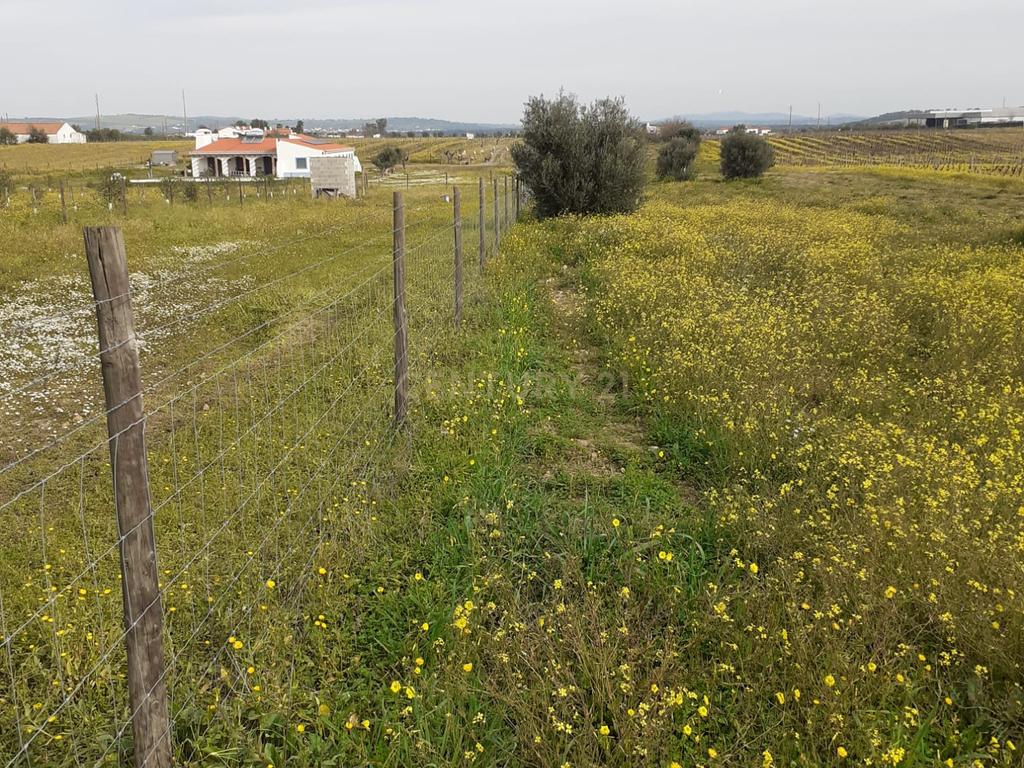 Terreno ás portas de Reguengos de Monsaraz - Image 9