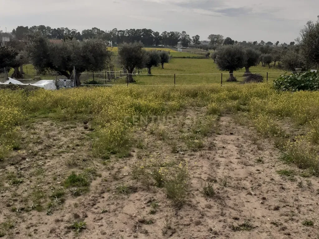 Terreno ás portas de Reguengos de Monsaraz - Image 18