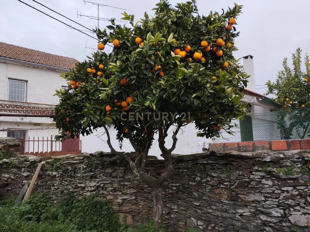 Refúgio nos Amarelos, Sarnadas de Ródão - Image 3