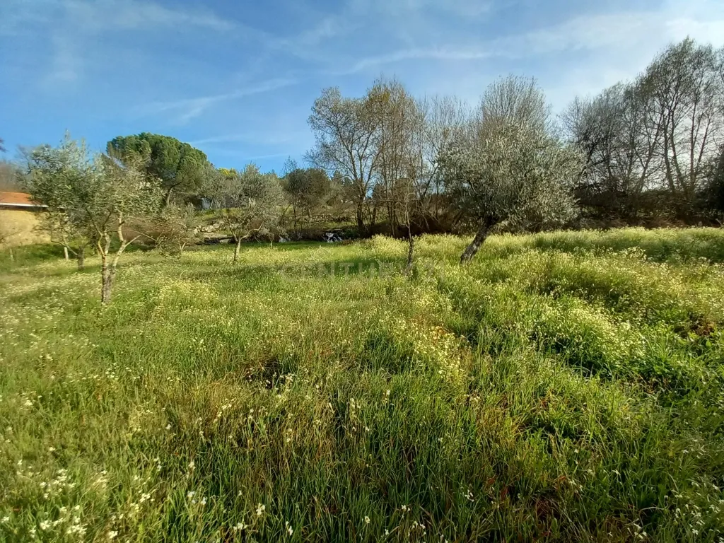 Terreno Rústico Póvoa de Rio de Moinhos, Castelo Branco - Image 6