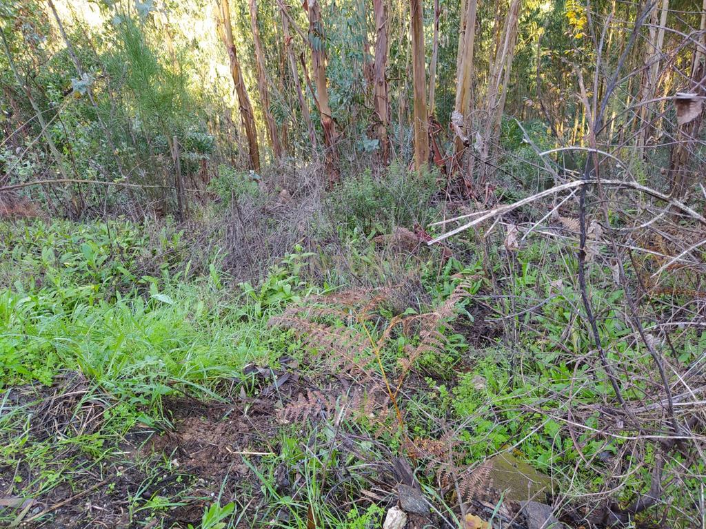 Terreno de 1 HECTARE - Eucaliptal para Venda em Ferreira Zêzere - Image 3
