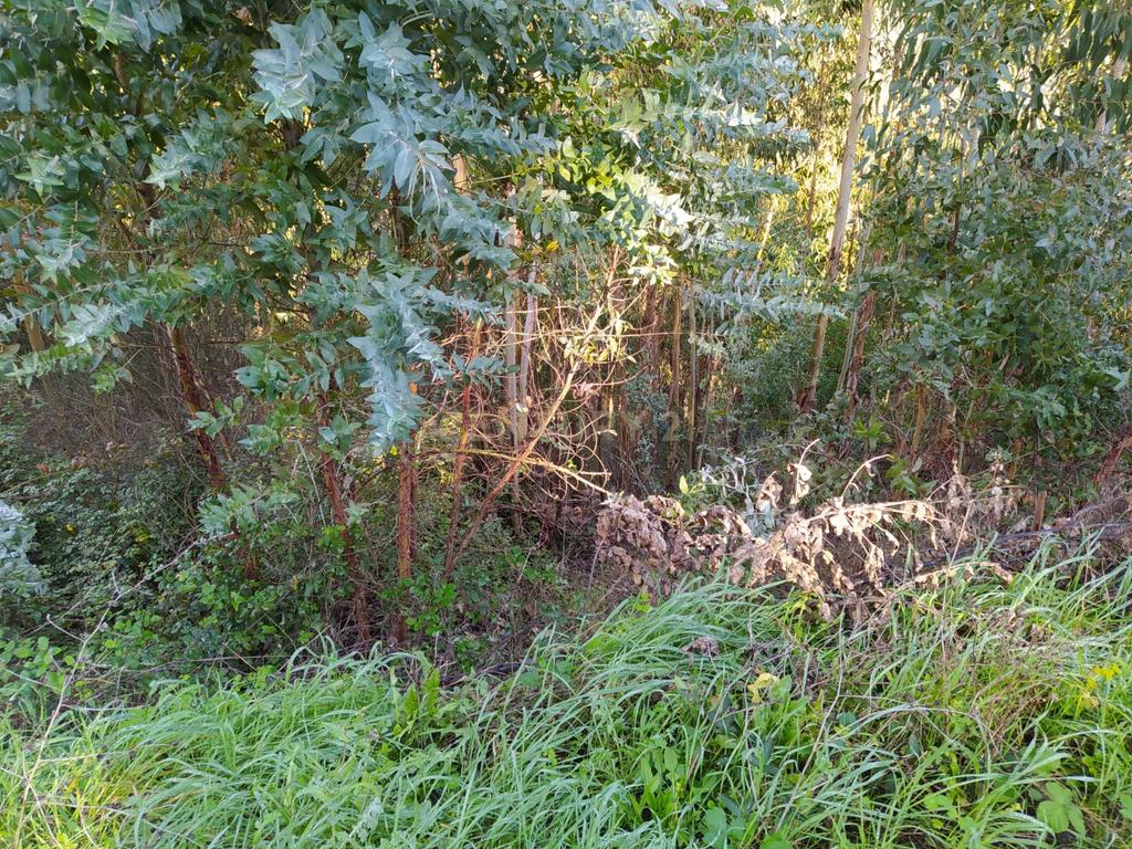 Terreno de 1 HECTARE - Eucaliptal para Venda em Ferreira Zêzere - Image 4