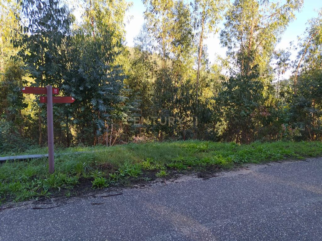 Terreno de 1 HECTARE - Eucaliptal para Venda em Ferreira Zêzere - Image 5