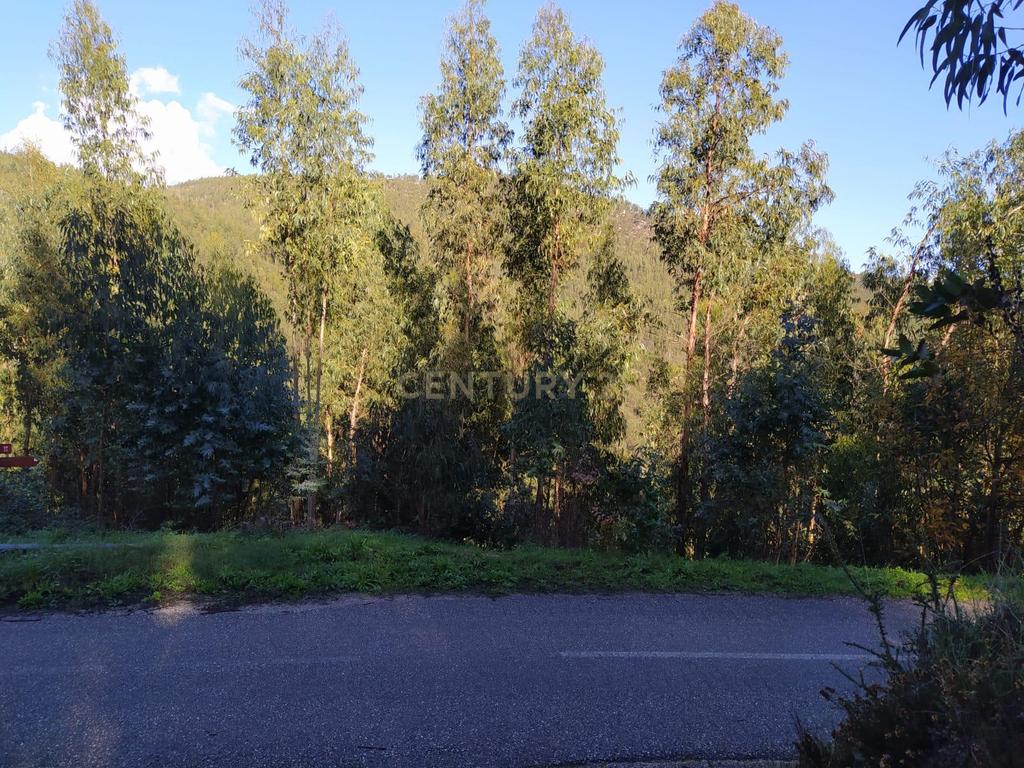 Terreno de 1 HECTARE - Eucaliptal para Venda em Ferreira Zêzere - Image 2