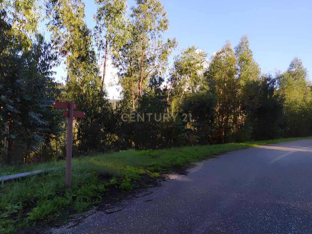 Terreno de 1 HECTARE - Eucaliptal para Venda em Ferreira Zêzere - Image 1