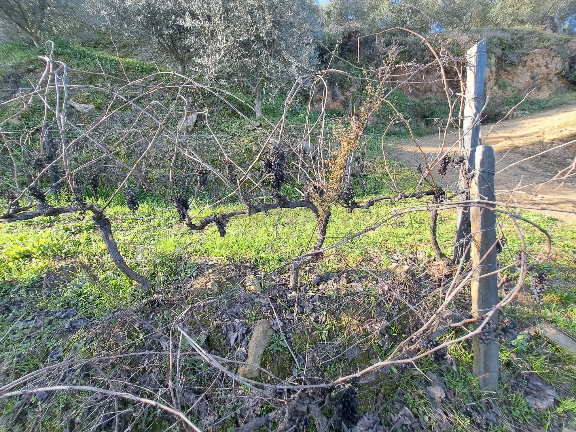 Quinta Fraga do Gato no Alto Douro Vinhateiro com cerca de 6000 m2 - Image 22