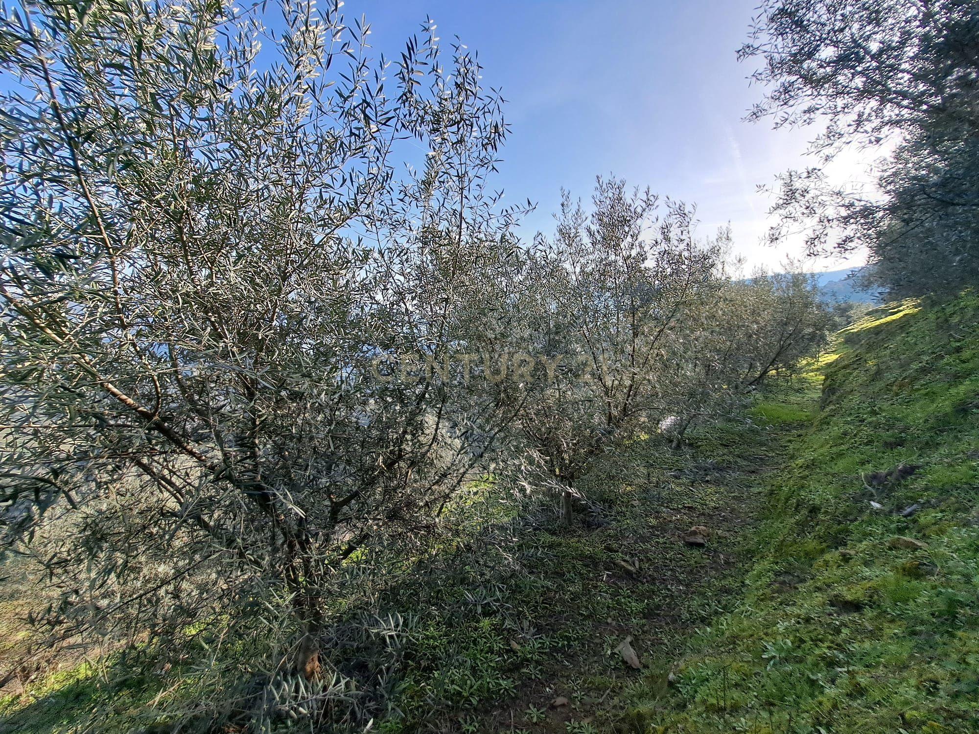 Quinta Fraga do Gato no Alto Douro Vinhateiro com cerca de 6000 m2 - Image 25