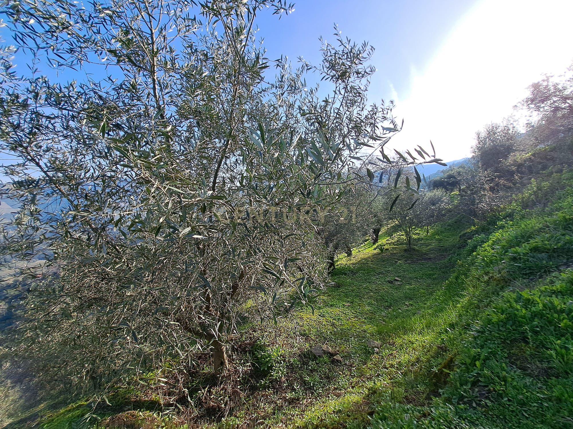 Quinta Fraga do Gato no Alto Douro Vinhateiro com cerca de 6000 m2 - Image 23