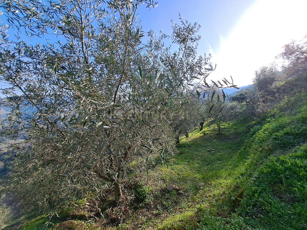 Quinta Fraga do Gato no Alto Douro Vinhateiro com cerca de 6000 m2 - Image 23