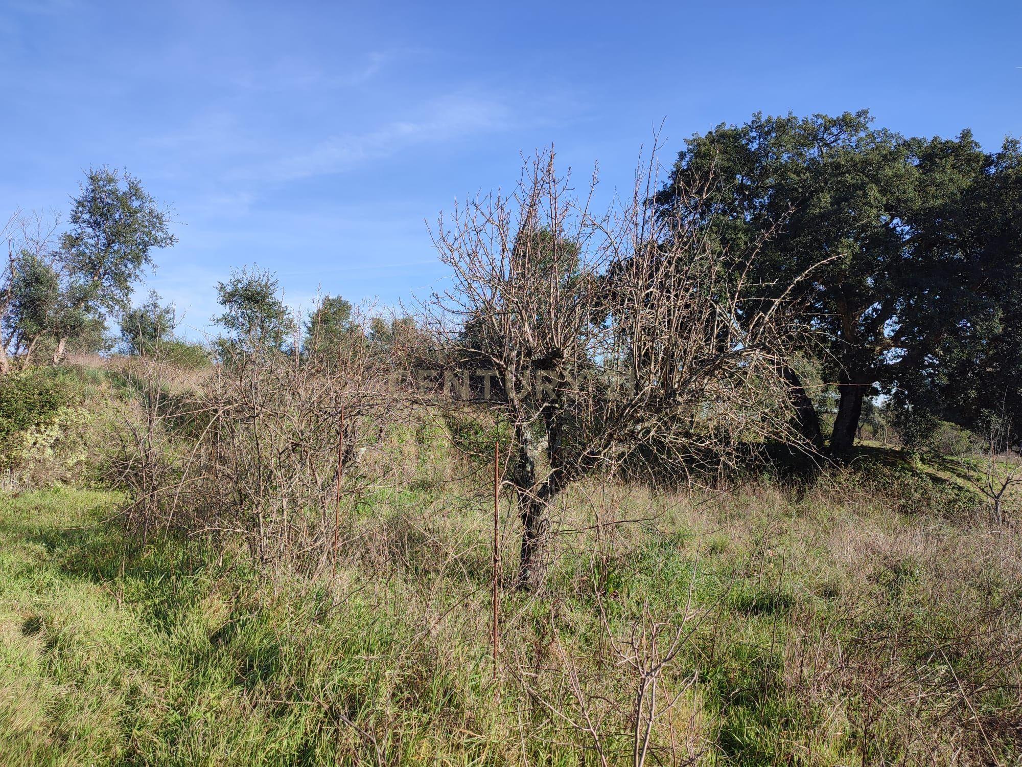 Fantástica Quintinha em Tinalhas, Castelo Branco - Image 8