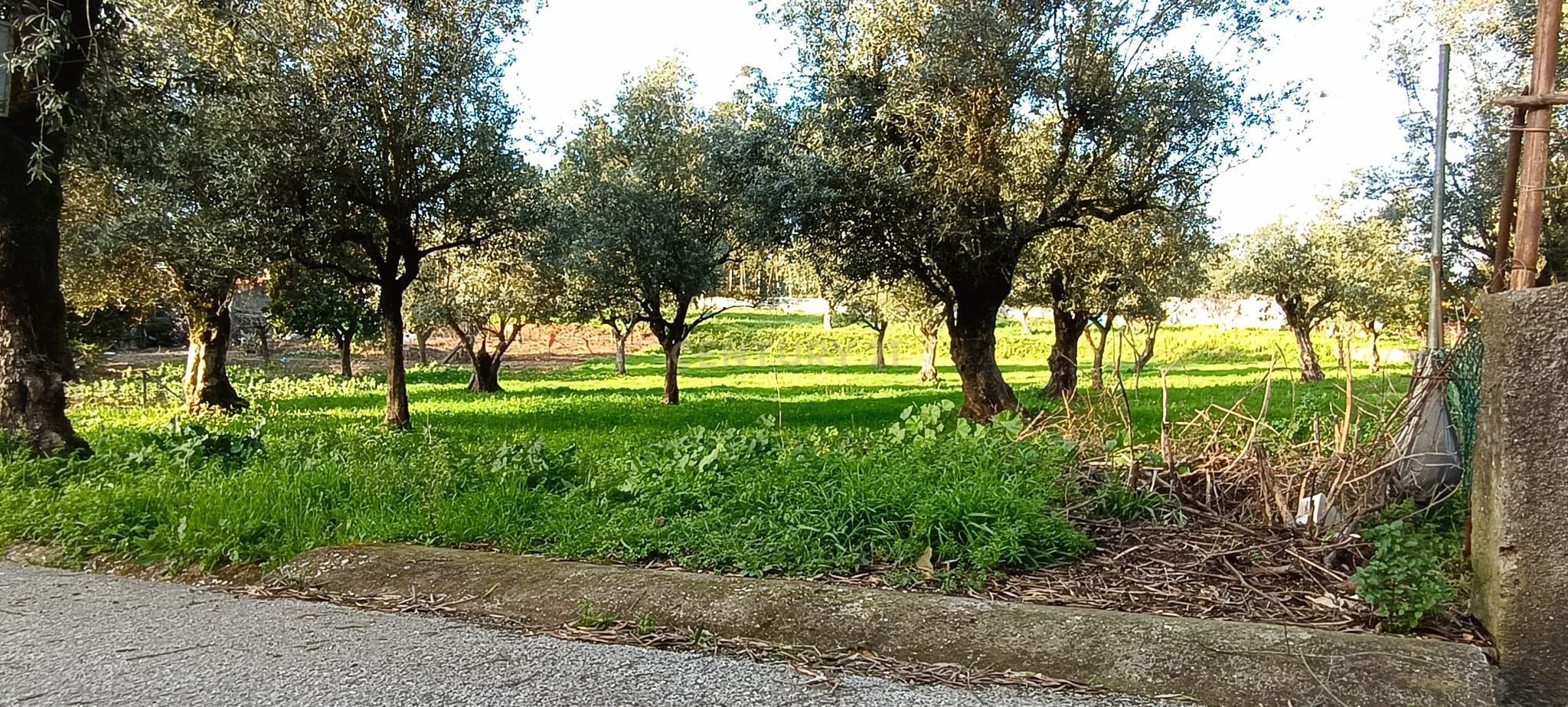 Terreno para construção de Moradia Uni/Bifamiliar isolada - Image 2