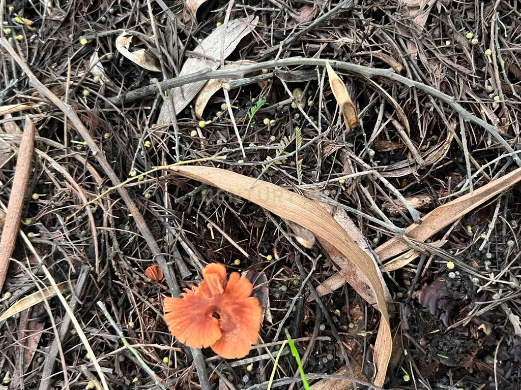 Terreno em Seixo, Mira - Oportunidade Única - Image 19