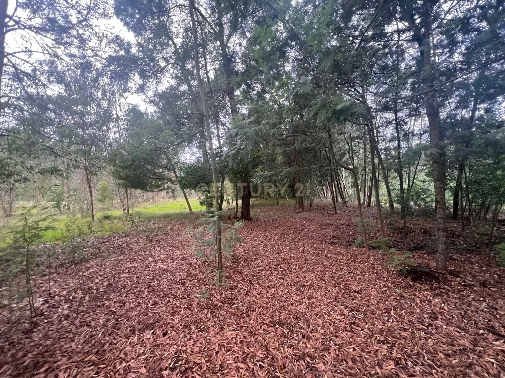 Terreno em Seixo, Mira - Oportunidade Única - Image 13
