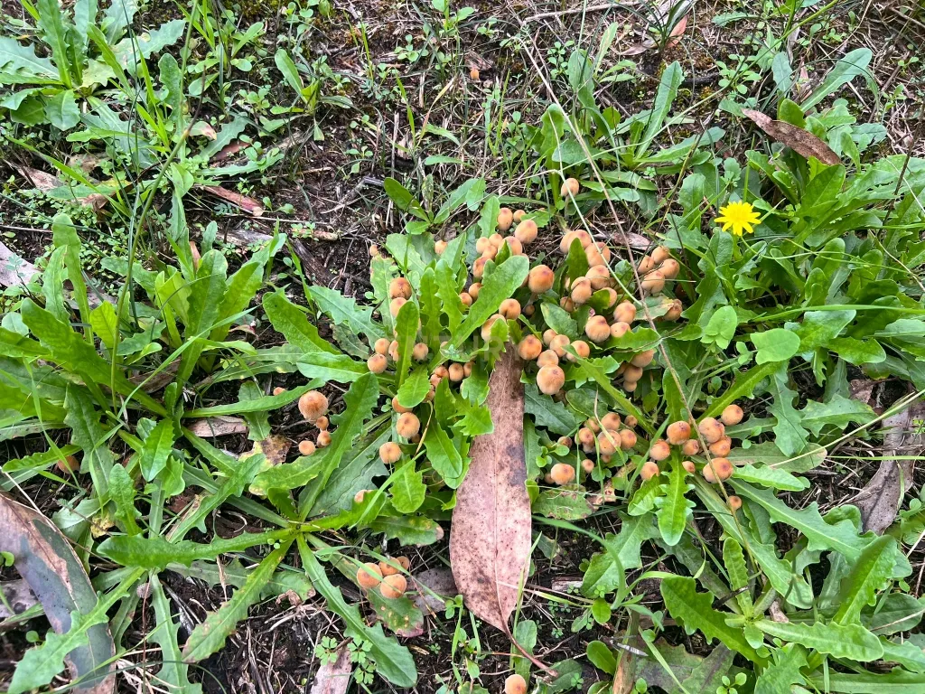 Terreno em Seixo, Mira - Oportunidade Única - Image 11