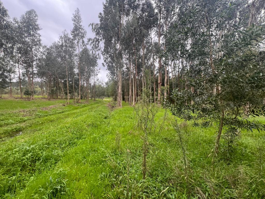 Terreno em Seixo, Mira - Oportunidade Única - Image 9
