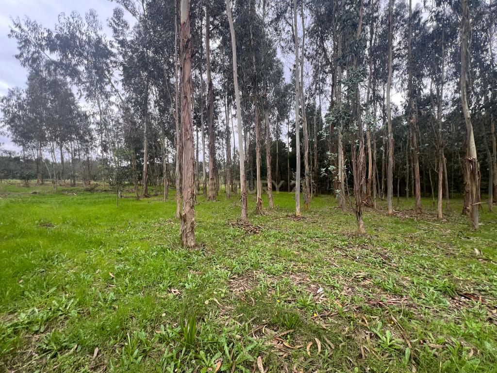 Terreno em Seixo, Mira - Oportunidade Única - Image 20