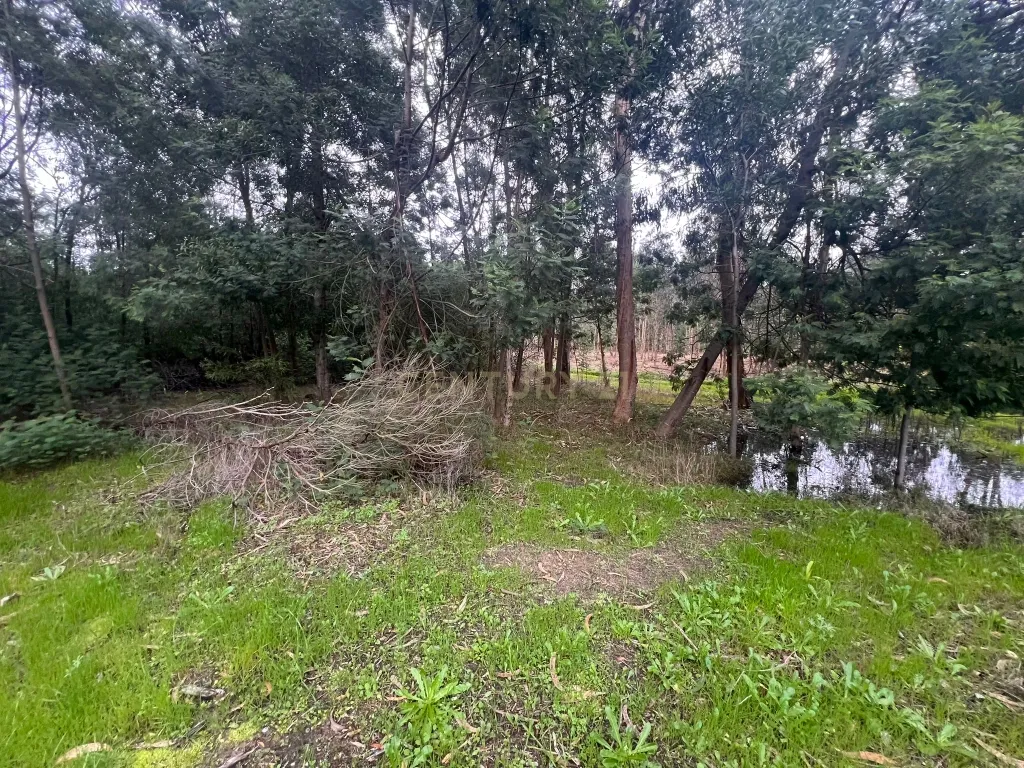 Terreno em Seixo, Mira - Oportunidade Única - Image 12