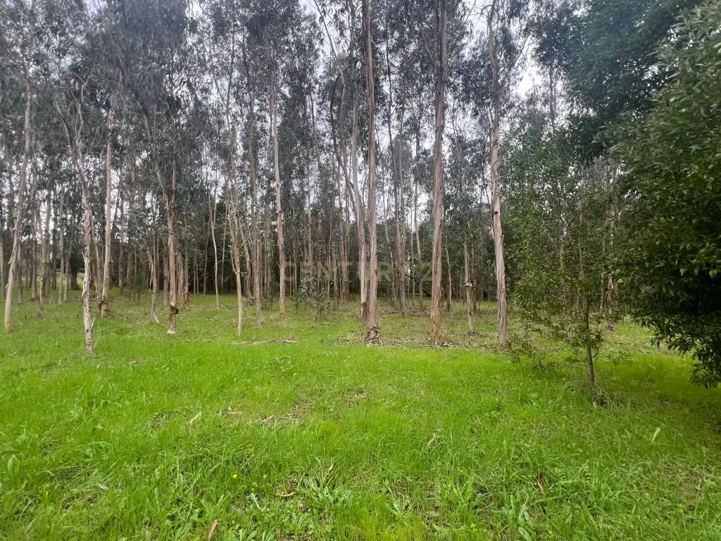 Terreno em Seixo, Mira - Oportunidade Única - Image 6
