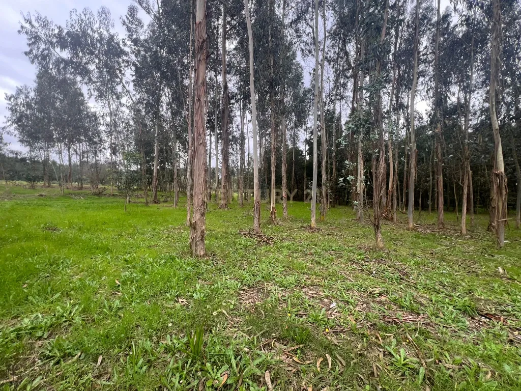 Terreno em Seixo, Mira - Oportunidade Única - Image 7