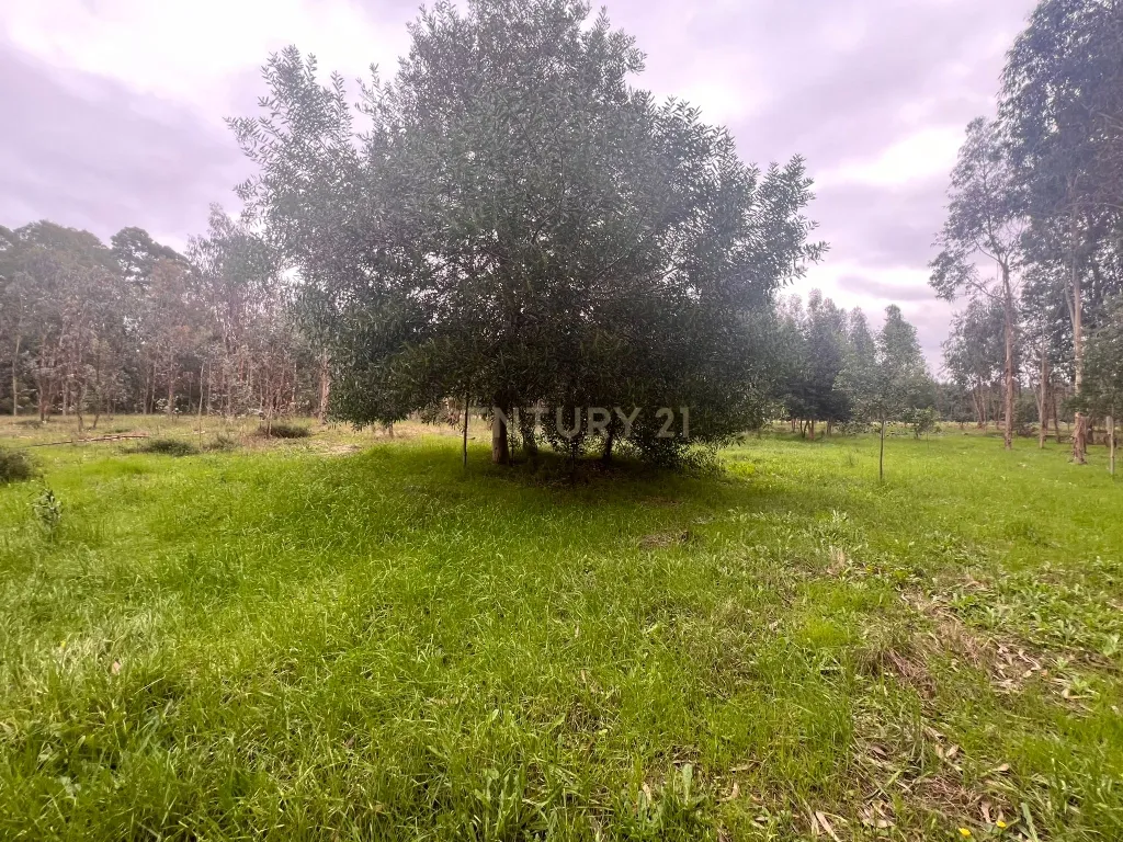 Terreno em Seixo, Mira - Oportunidade Única - Image 4