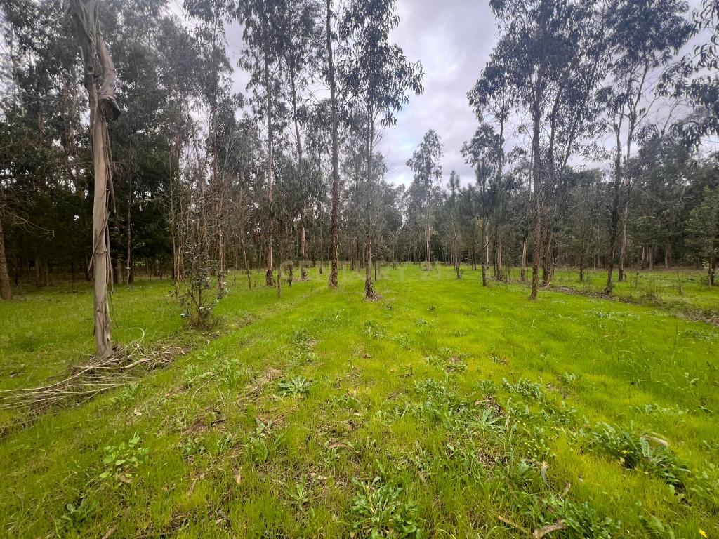 Terreno em Seixo, Mira - Oportunidade Única - Image 2