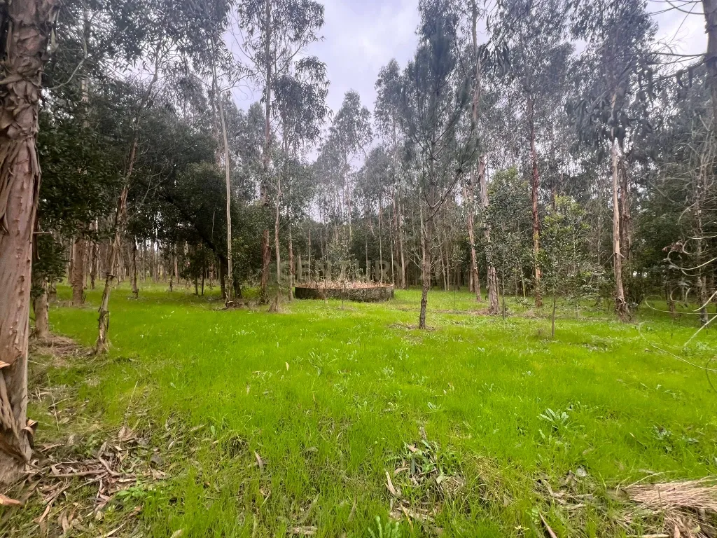 Terreno em Seixo, Mira - Oportunidade Única - Image 3