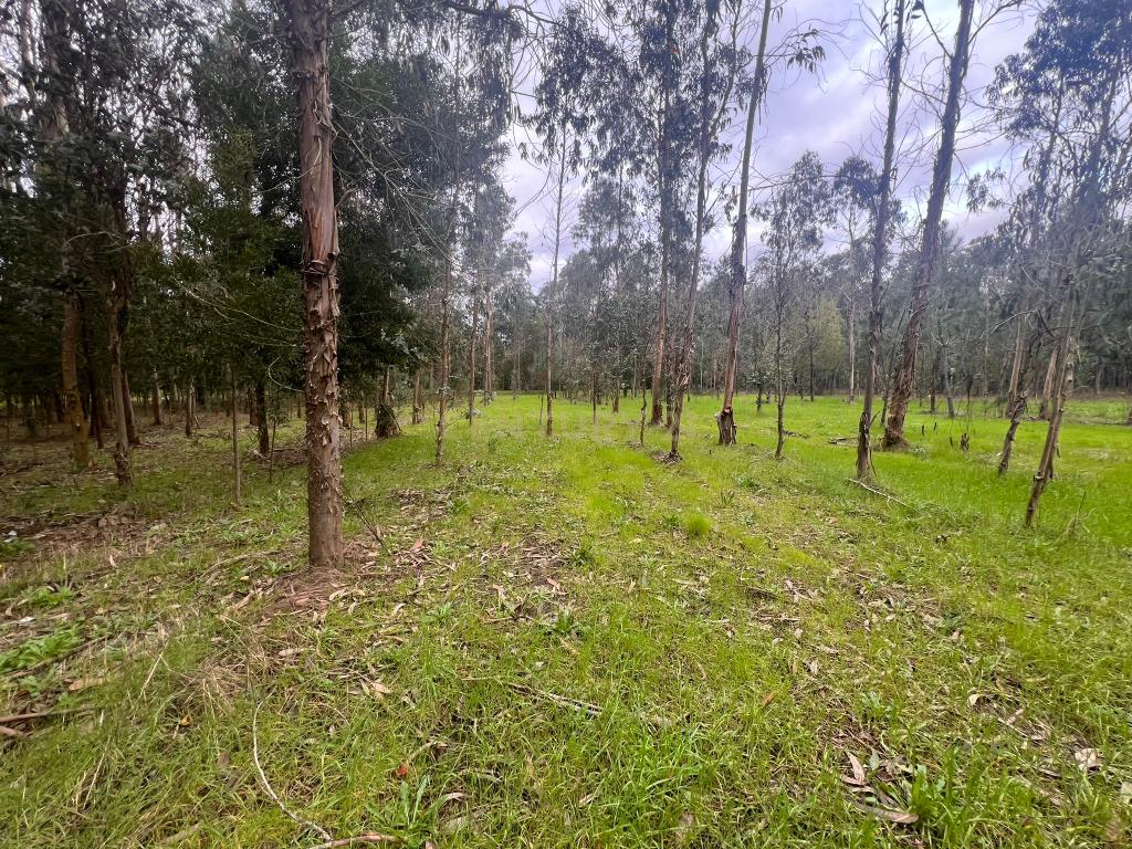 Terreno em Seixo, Mira - Oportunidade Única - Image 15