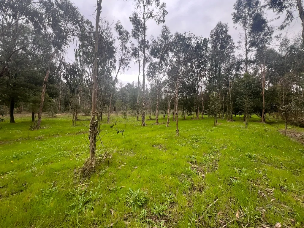 Terreno em Seixo, Mira - Oportunidade Única - Image 8