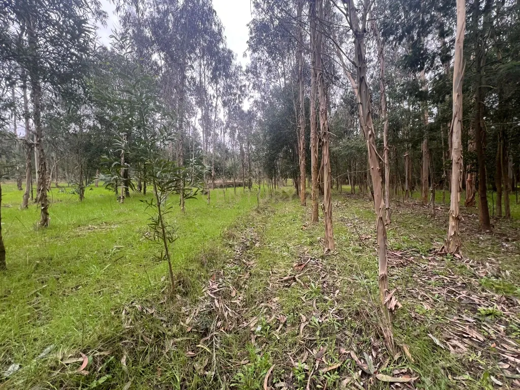 Terreno em Seixo, Mira - Oportunidade Única - Image 24