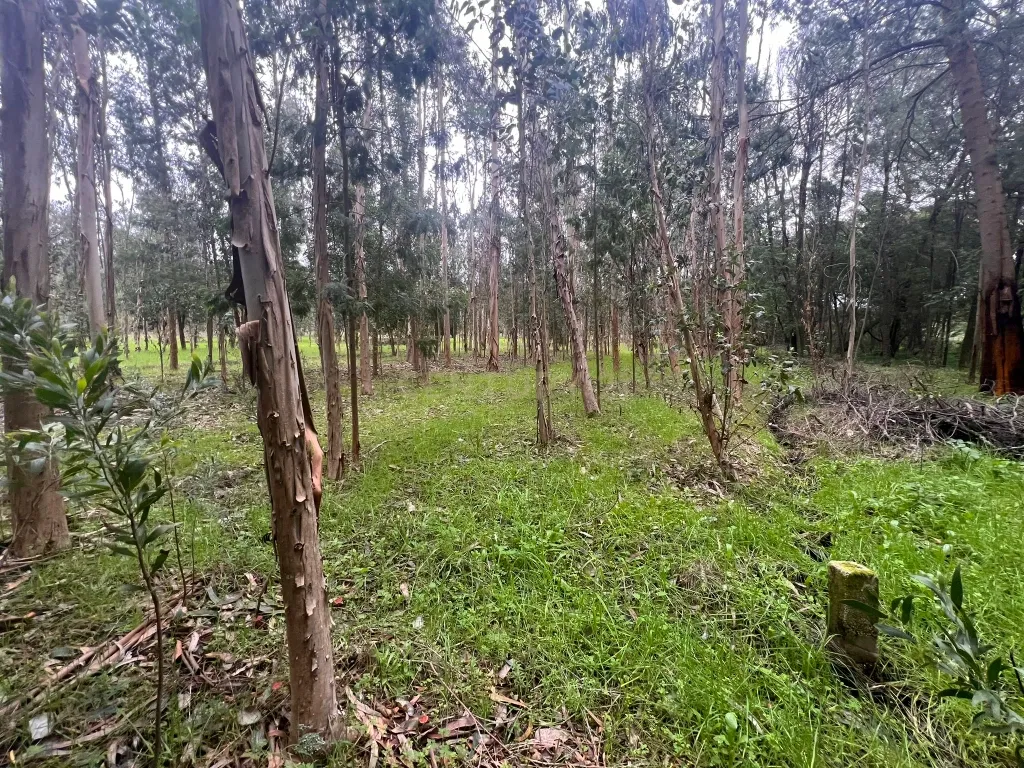 Terreno em Seixo, Mira - Oportunidade Única - Image 23