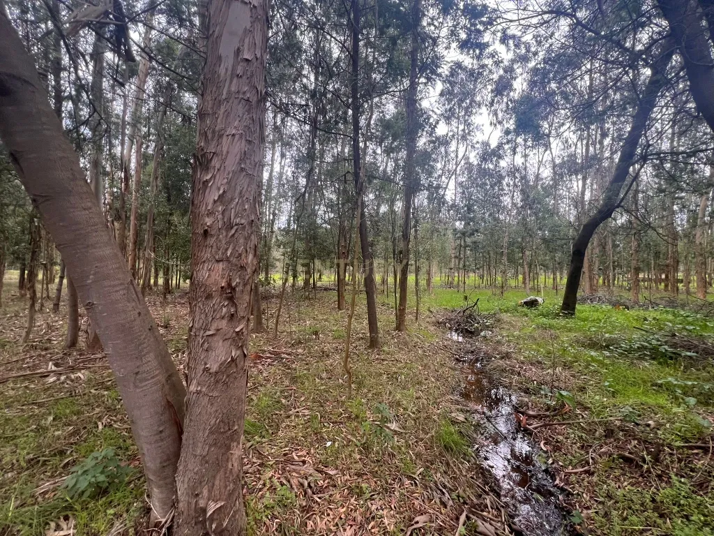 Terreno em Seixo, Mira - Oportunidade Única - Image 22