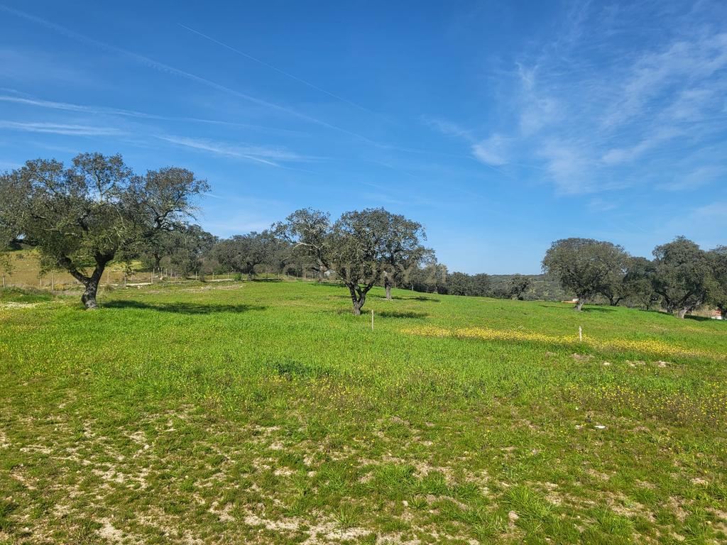 Quinta de 5ha com moradia no Sabugueiro, Arraiolos - Image 65