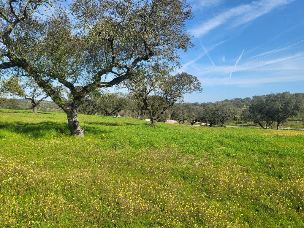 Quinta de 5ha com moradia no Sabugueiro, Arraiolos - Image 64