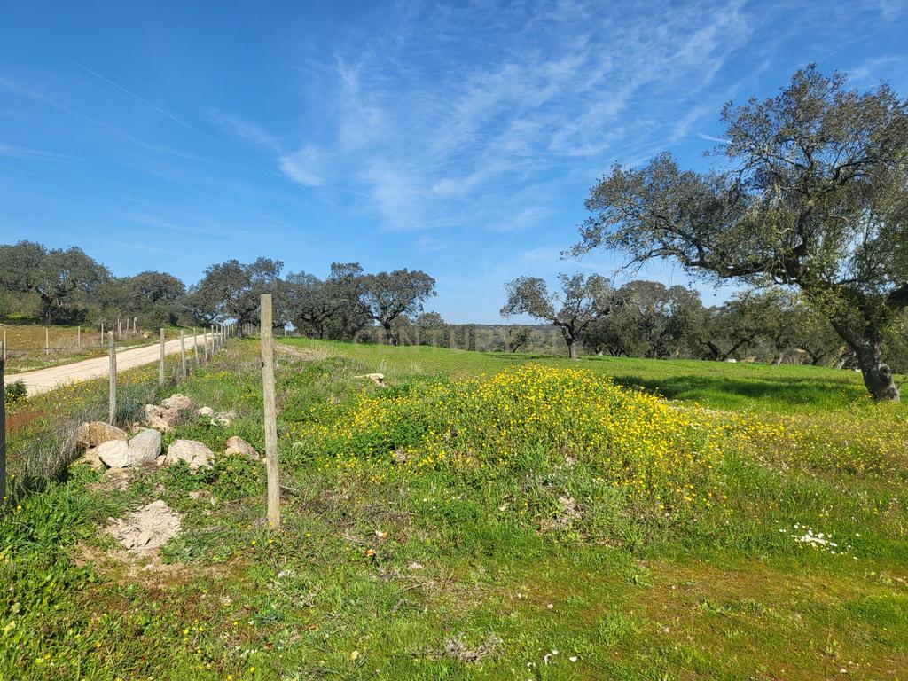 Quinta de 5ha com moradia no Sabugueiro, Arraiolos - Image 63
