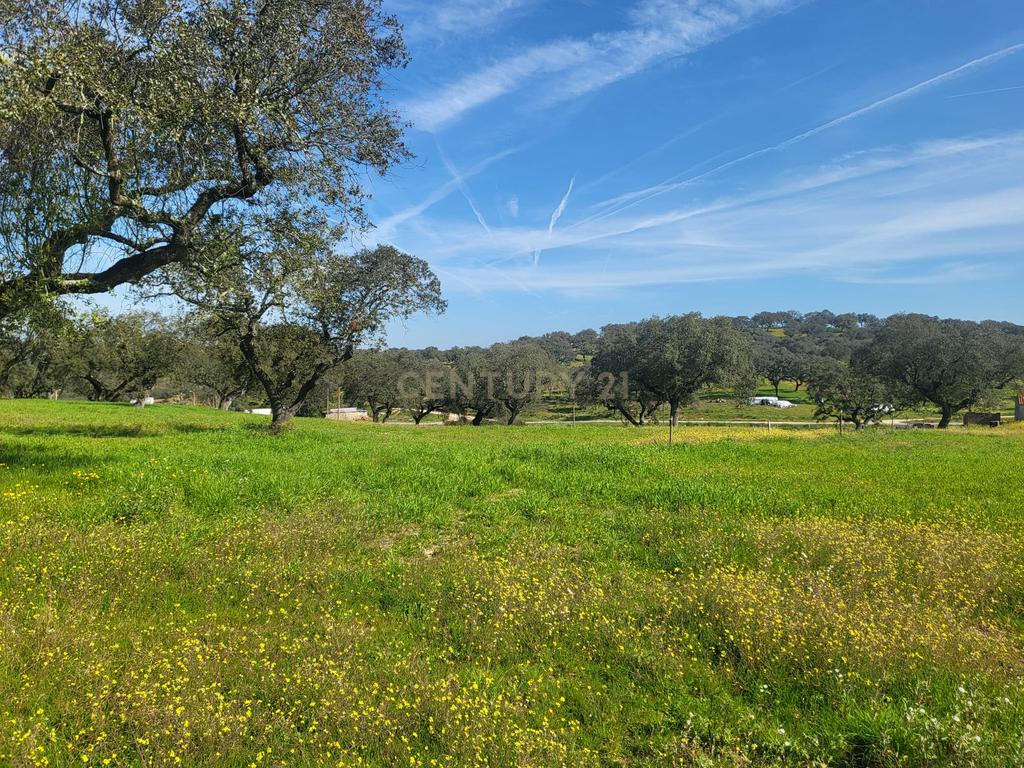 Quinta de 5ha com moradia no Sabugueiro, Arraiolos - Image 61