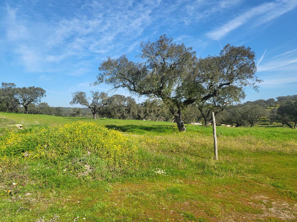 Quinta de 5ha com moradia no Sabugueiro, Arraiolos - Image 53