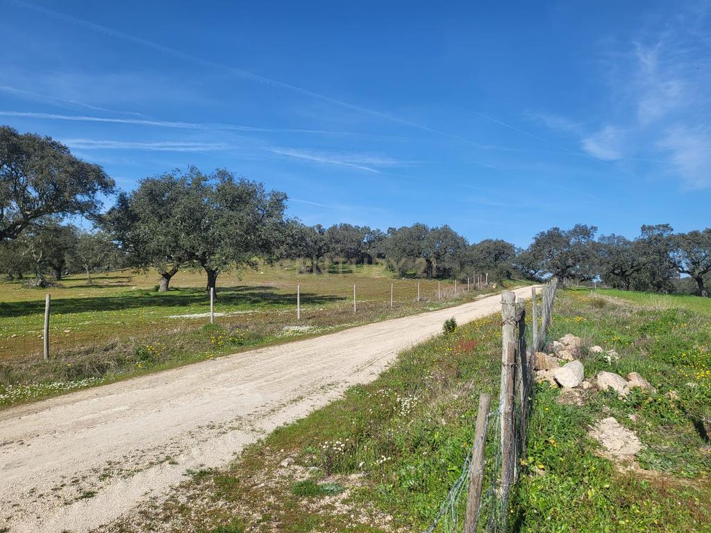 Quinta de 5ha com moradia no Sabugueiro, Arraiolos - Image 50